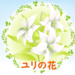 【C芽】ひとこと科学71「ユリの花（続き）」