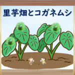 【C芽】ひとこと科学87「里芋畑とコガネムシ」