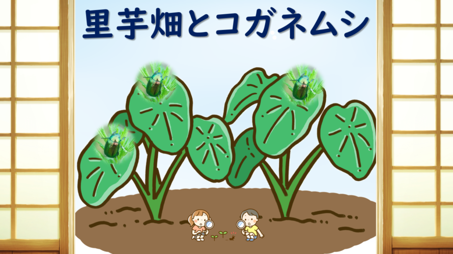 【C芽】ひとこと科学88「里芋畑とコガネムシ（その２）」
